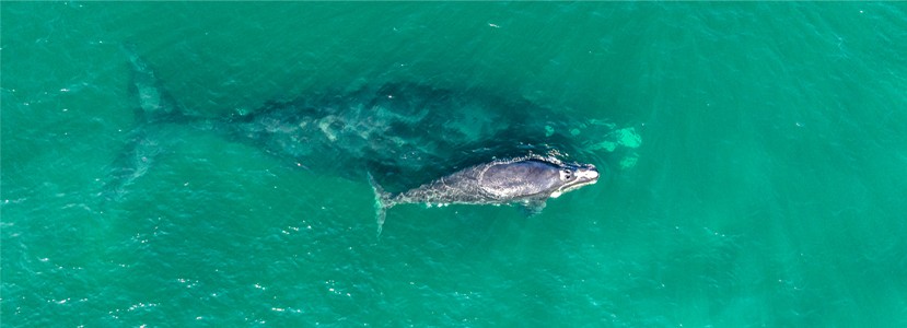 See Report Save Whale Image